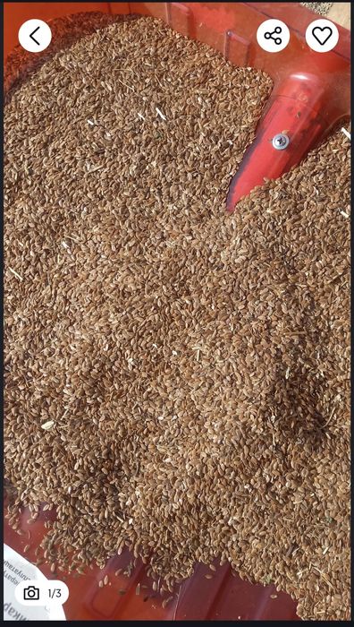 Лён, семена льна. Лен.