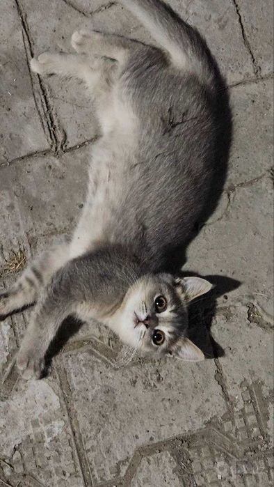 Кошка Шотландский , мушук шотланд 6 месяцев