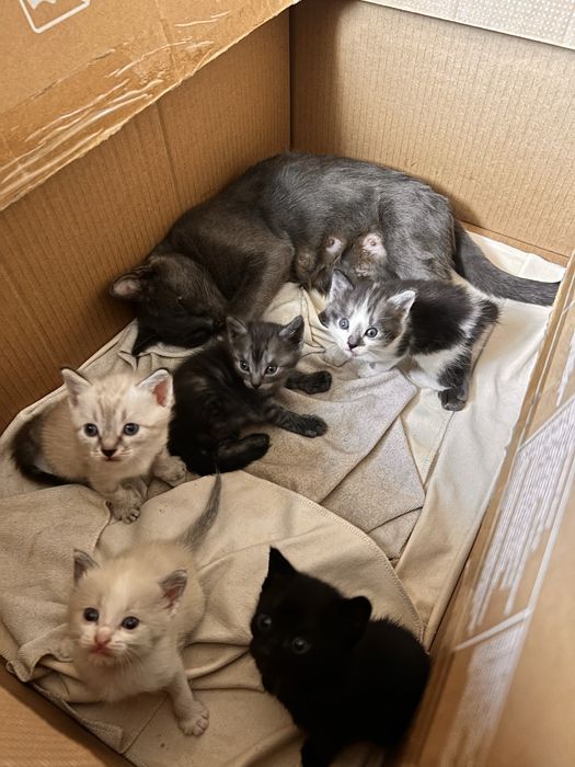 Котята в добрые руки мама британка