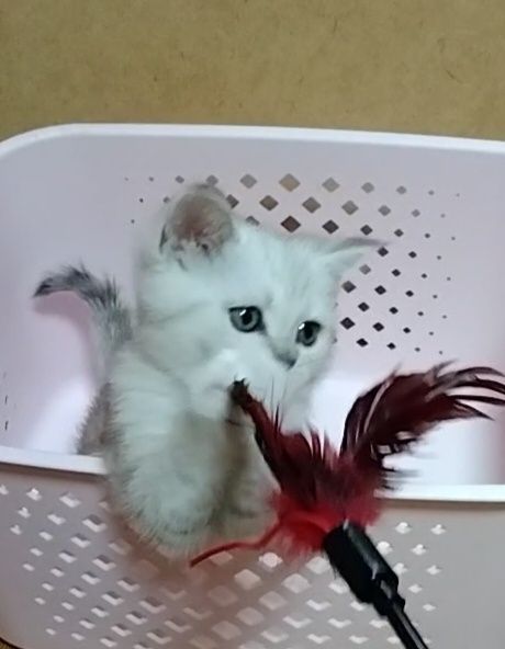 Скоттиш страйт. Мальчик.