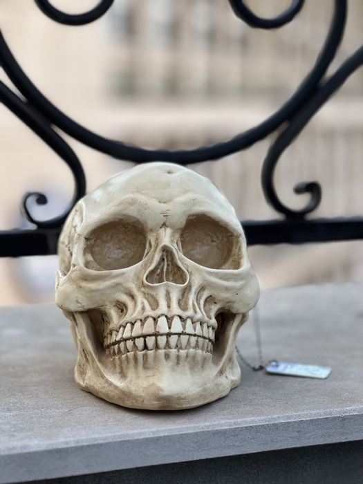 Череп глава