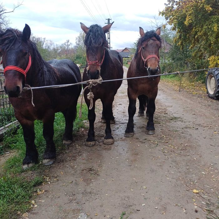 Vand armasarii 3 anii