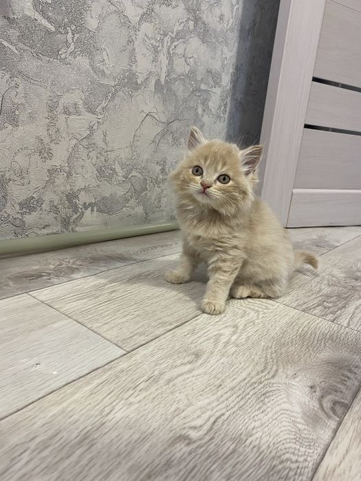 Отдам котят бесплатно