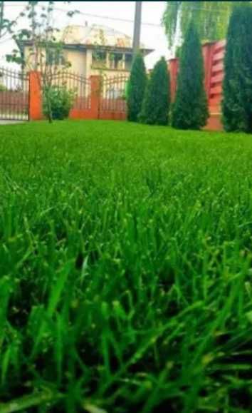 Gazon Verde Tot Anul – Echipa Noastră Asigură Montajul pe Loc