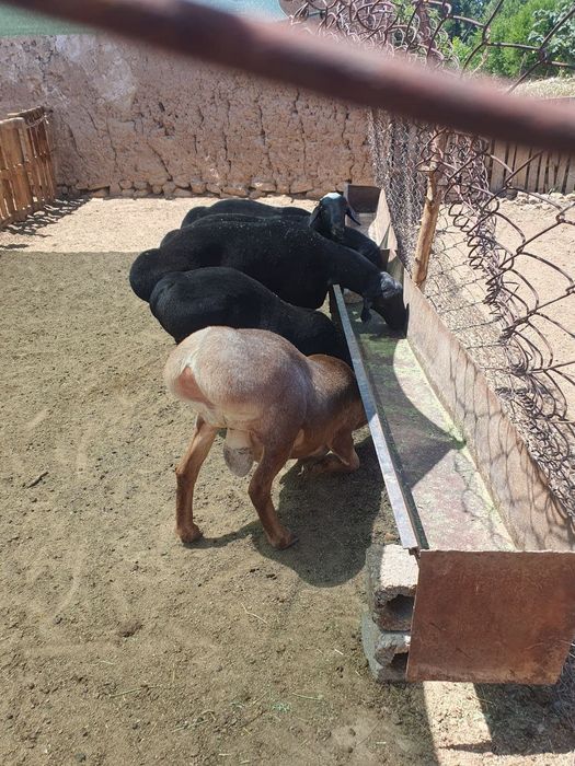 Qochqor, qoy кочкор, кой.