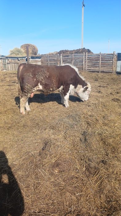 Продам быка на племя