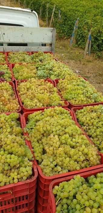 Struguri de vin din Vrancea soiuri alese, transport gratuit în Vaslui - Iași, pret producator