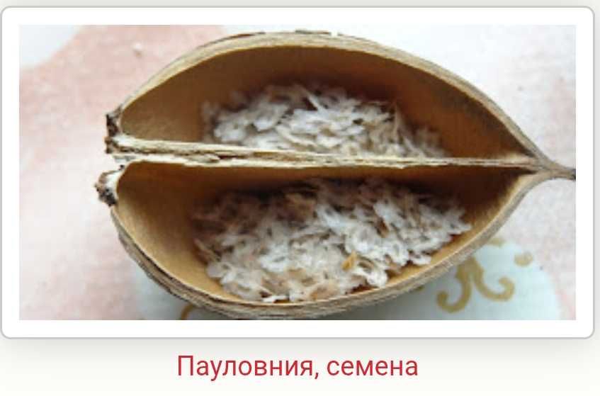 500 семена за Царска пауловния