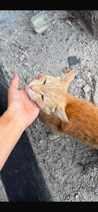 Котик ищет дом . Кастрирован , ласковый