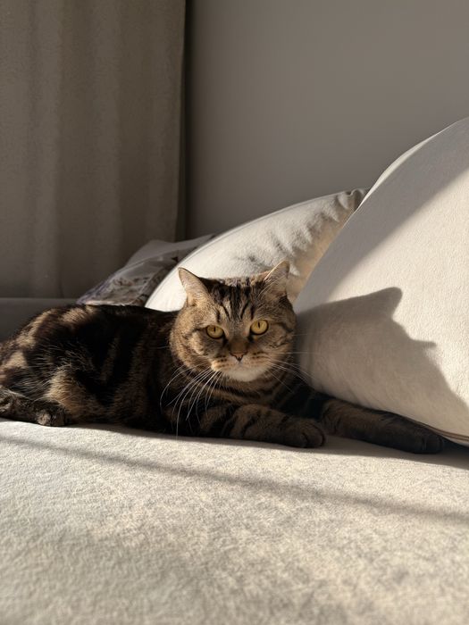 Отдам кота в хорошие руки