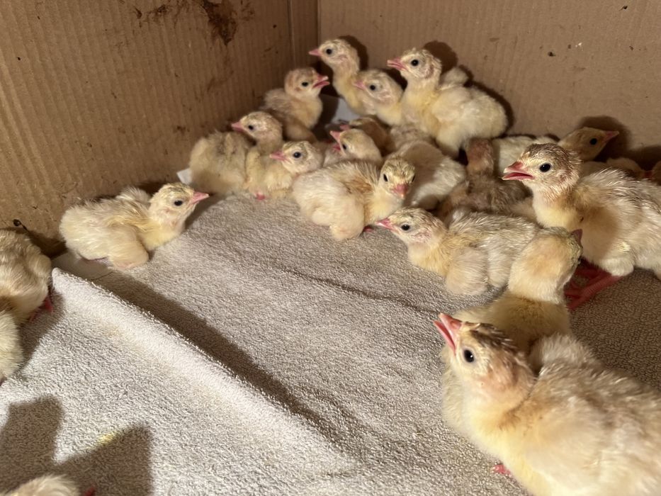 Түйетауық (индюк) балапандарын сатамыз