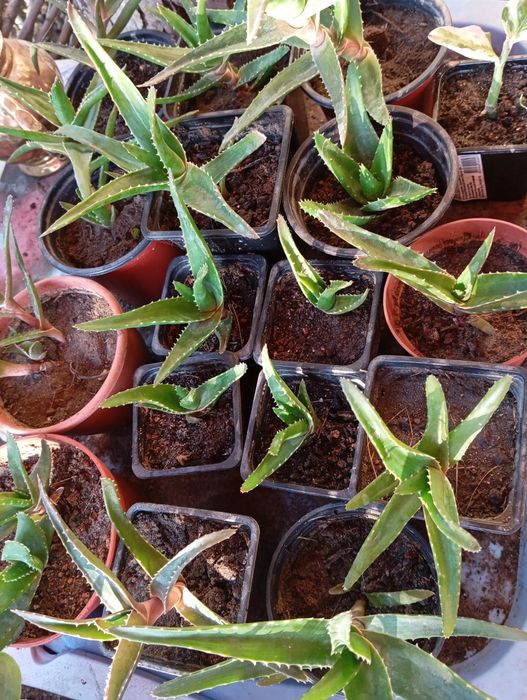 Комнатные цветы .Большой выбор.