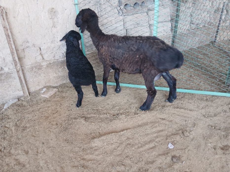 Қозылы қой сатылымда