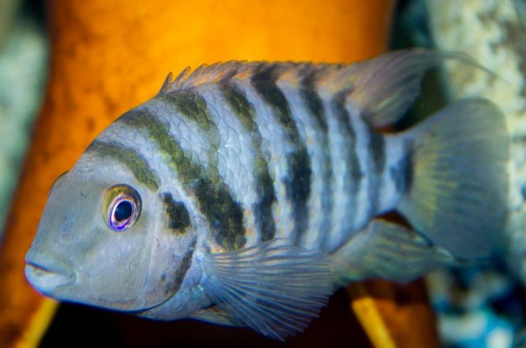 Аквариумные рыбы