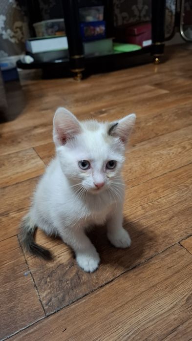 Отдам котят в хорошии руки