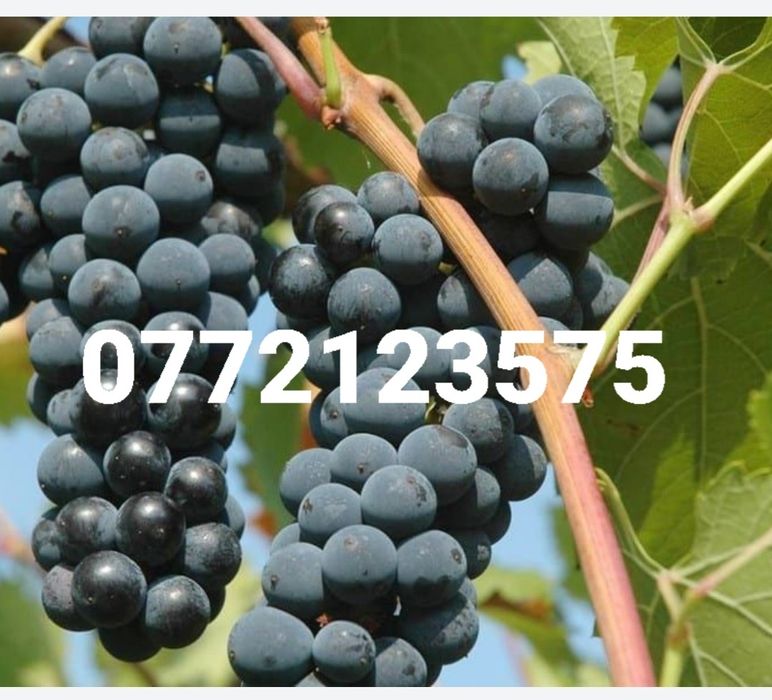 Butasi vita de vie hibrid