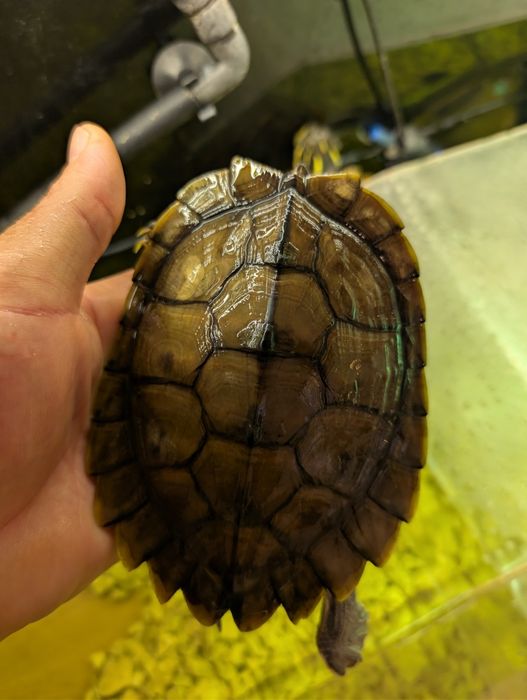 2 Broaște țestoase