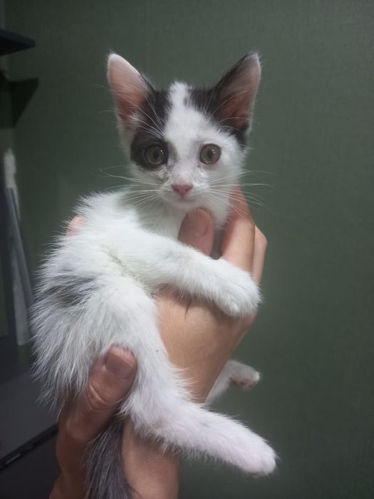 Котята мальчики в добрые руки