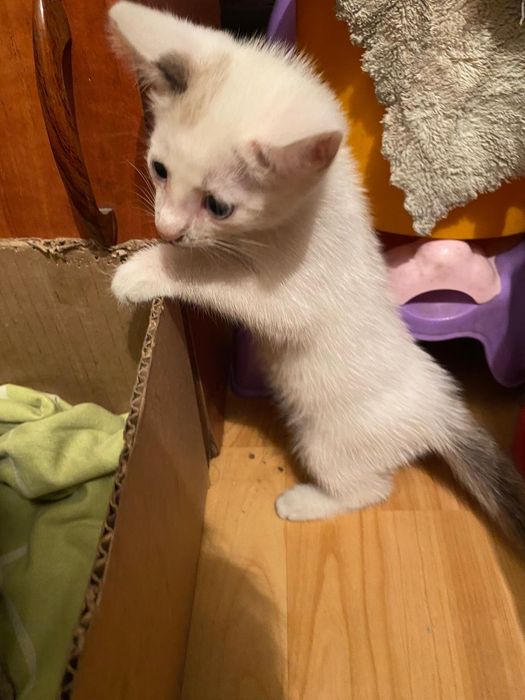 Отдам красивых котят