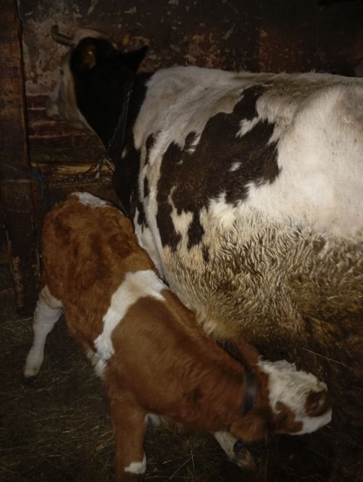 Vând vacă cu vitel