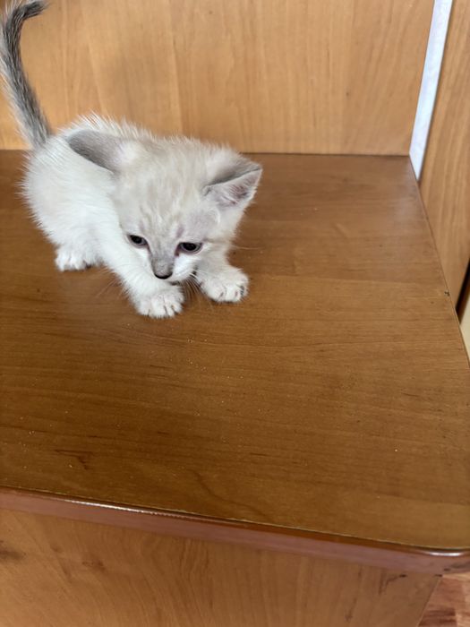 Котята бесплатно