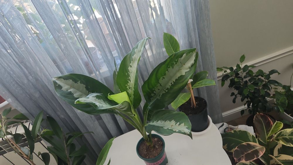 Комнаты цветы от 3500