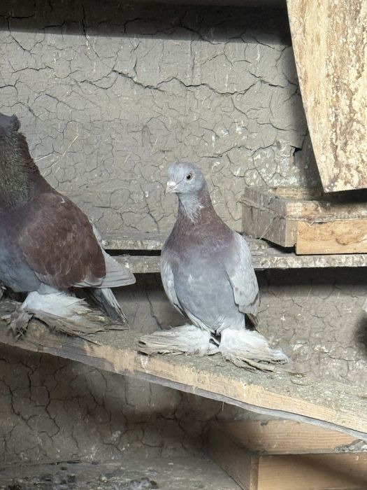 Продается сирень самка молодая