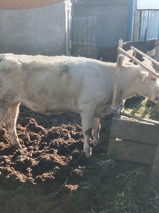 Продам телок аулие кол