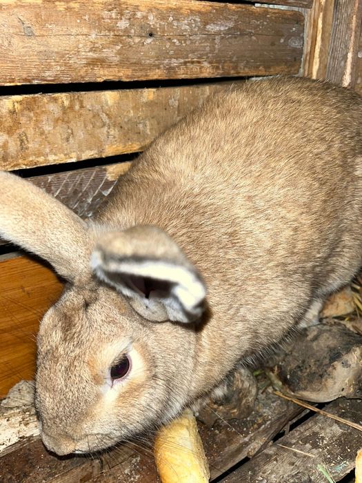 Продам рабочего крола