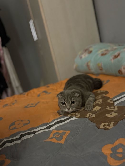 Отдам кота девочка 1,5год