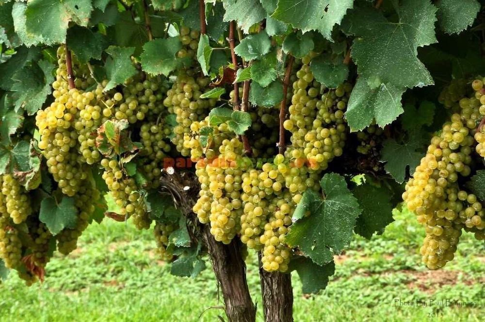 Struguri pentru vin