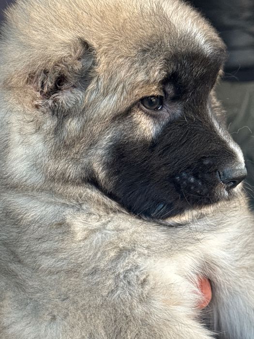 Продажа щенка Кавказкой овчарки