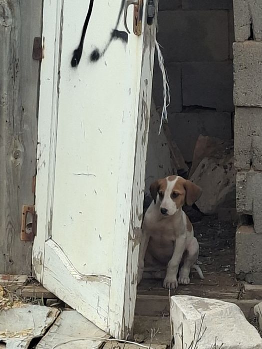 Отдам в хорошые руки