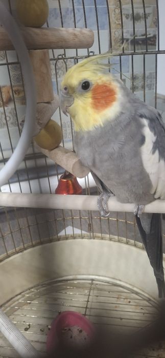 Попугай корелла.