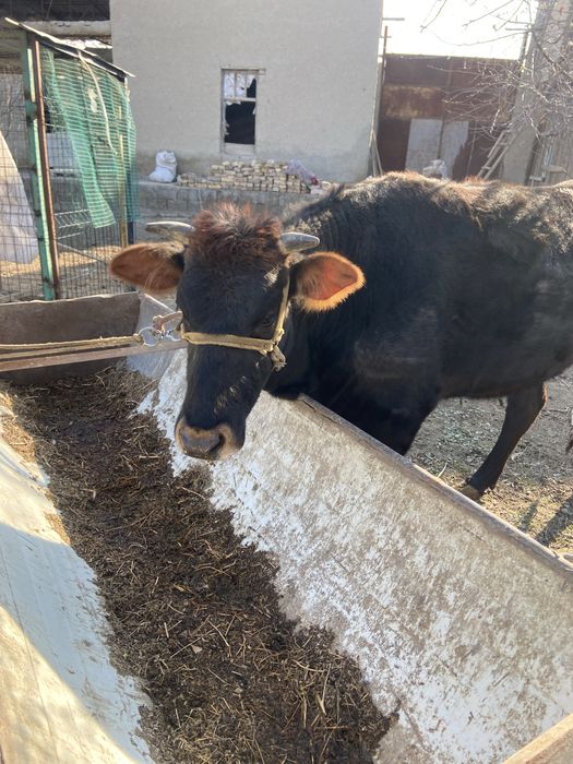 Mol sotiladi g’unojin tez va arzon