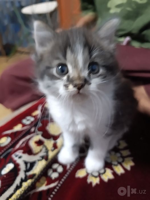 Котята ищут мам и пап)