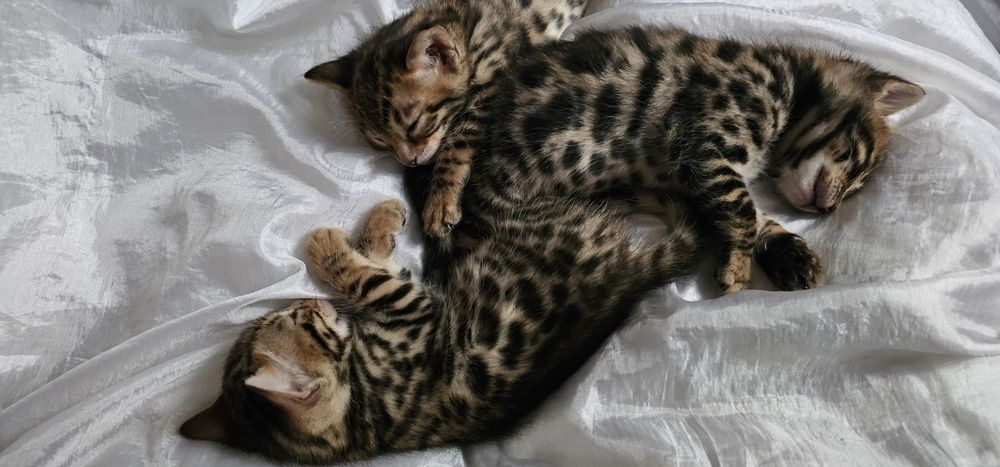 Продам Бенгальских котят (бенгалы)