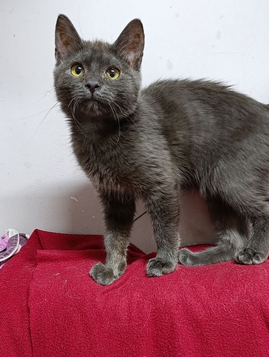 Ищут дом,стерильные,привитые.