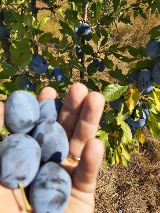 prune nestropite