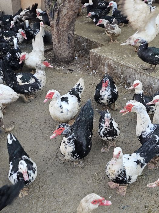 Продаются яйца индоутки на инкубацию