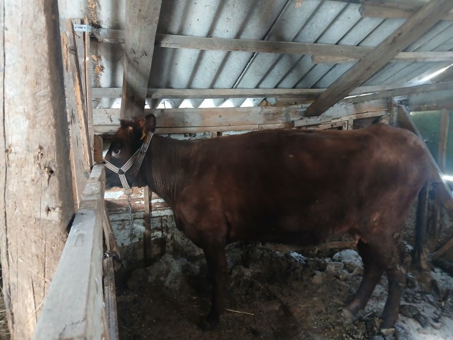 Кардамон корову молодой