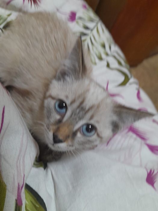 Отдам котенка девочка