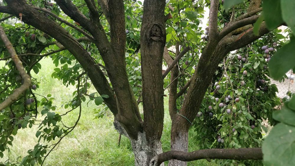 vând prune de masă, soiul renglot uriaș