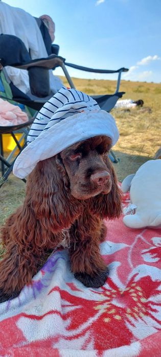 Вязка американского коке спаниеля.