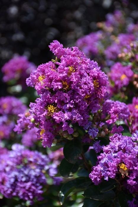 Liliac Indian (Flori Mov )