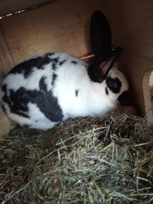 Vând iepuroaica hycole 7 luni