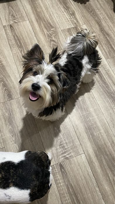 Передержка