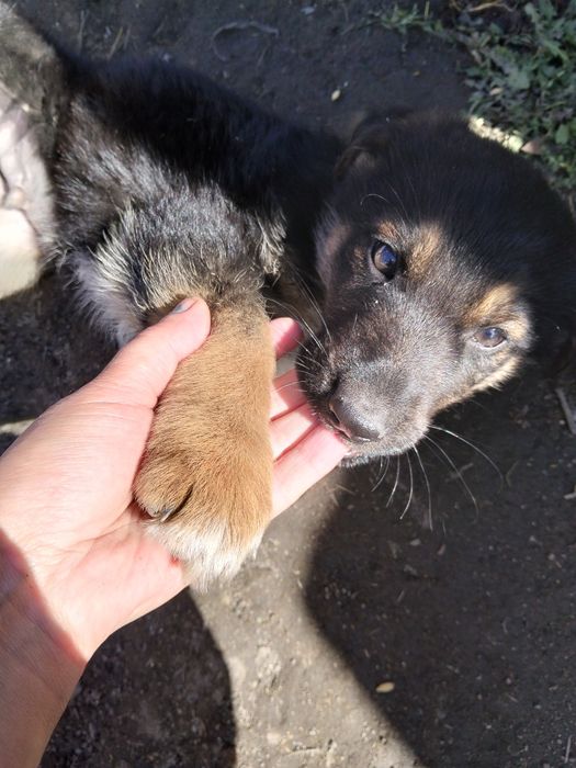 Отдам щенка немца