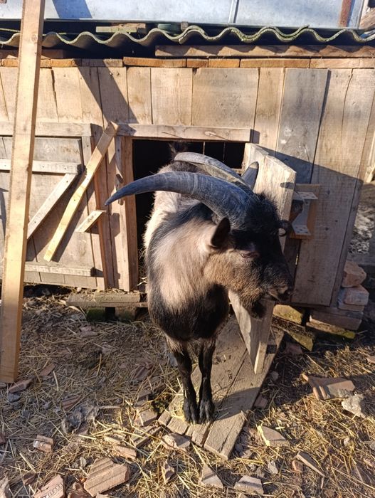 De vanzare Tiap de 1an