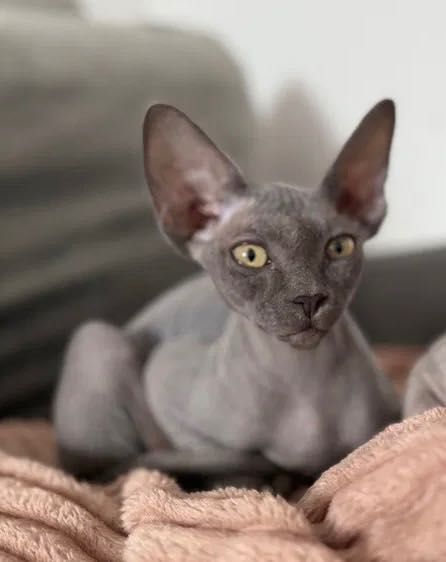 Сфинкс . Момче 5 м